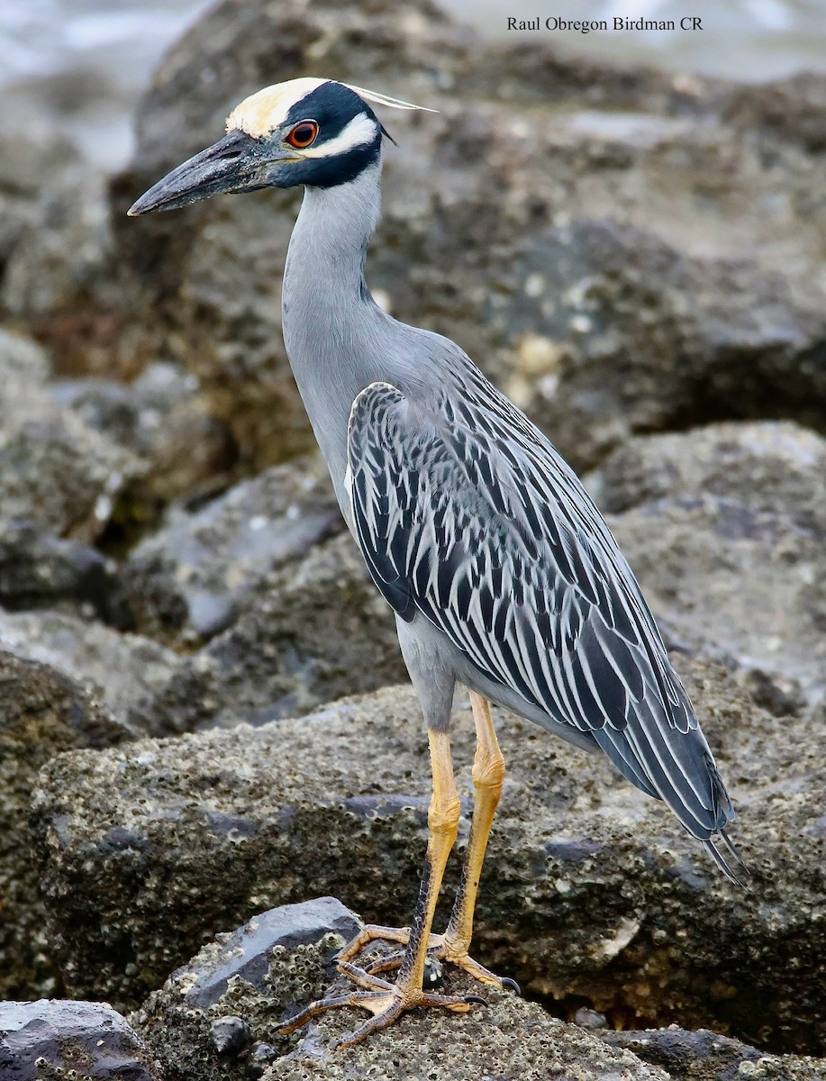 Yellow-crowned Night Heron - ML645953821