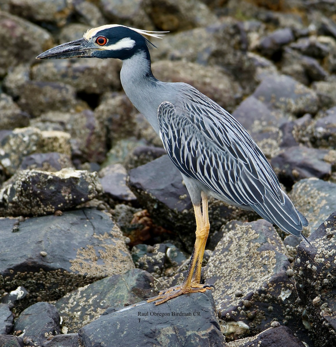 Yellow-crowned Night Heron - ML645953823