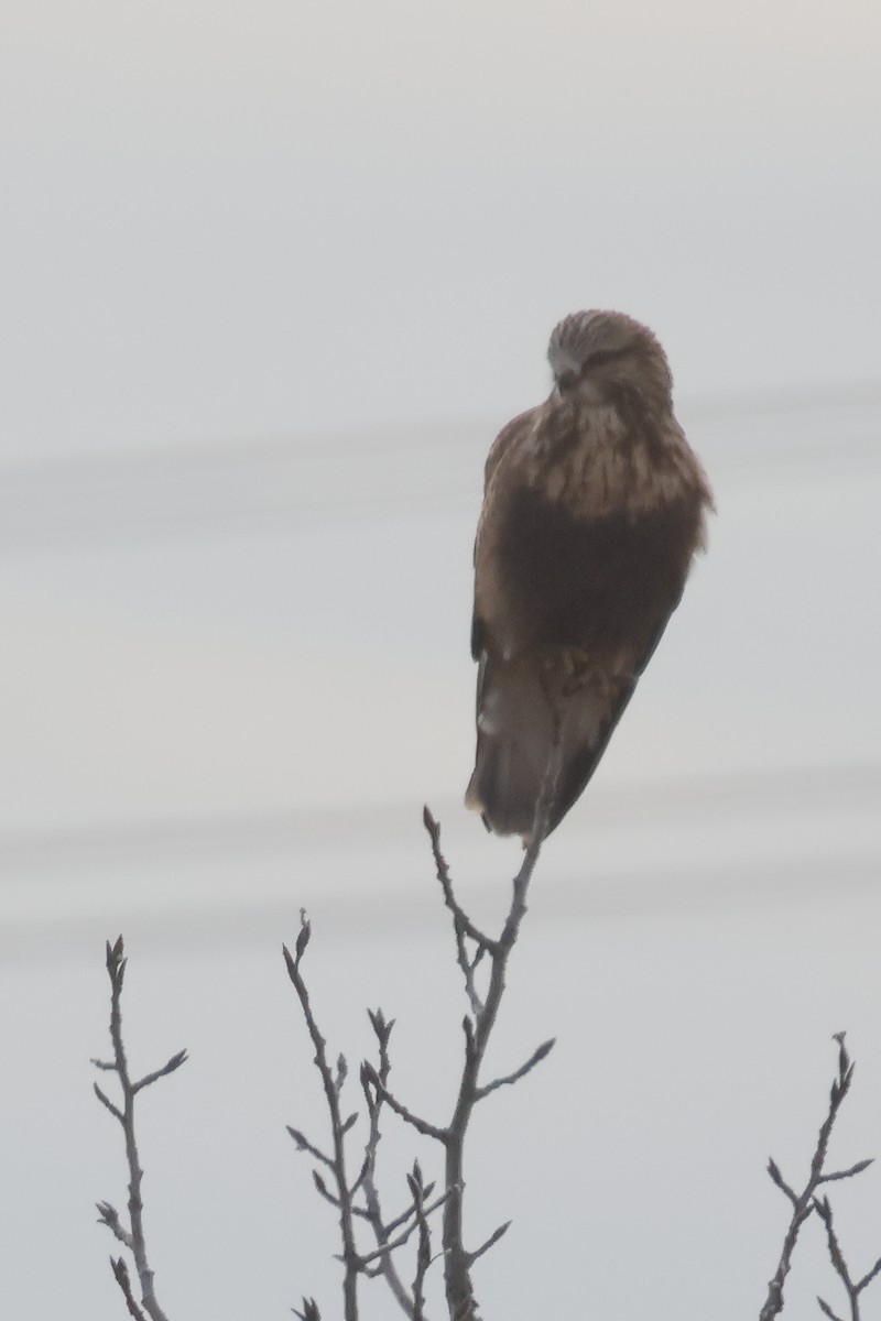 Тарлан сар - ML645953824