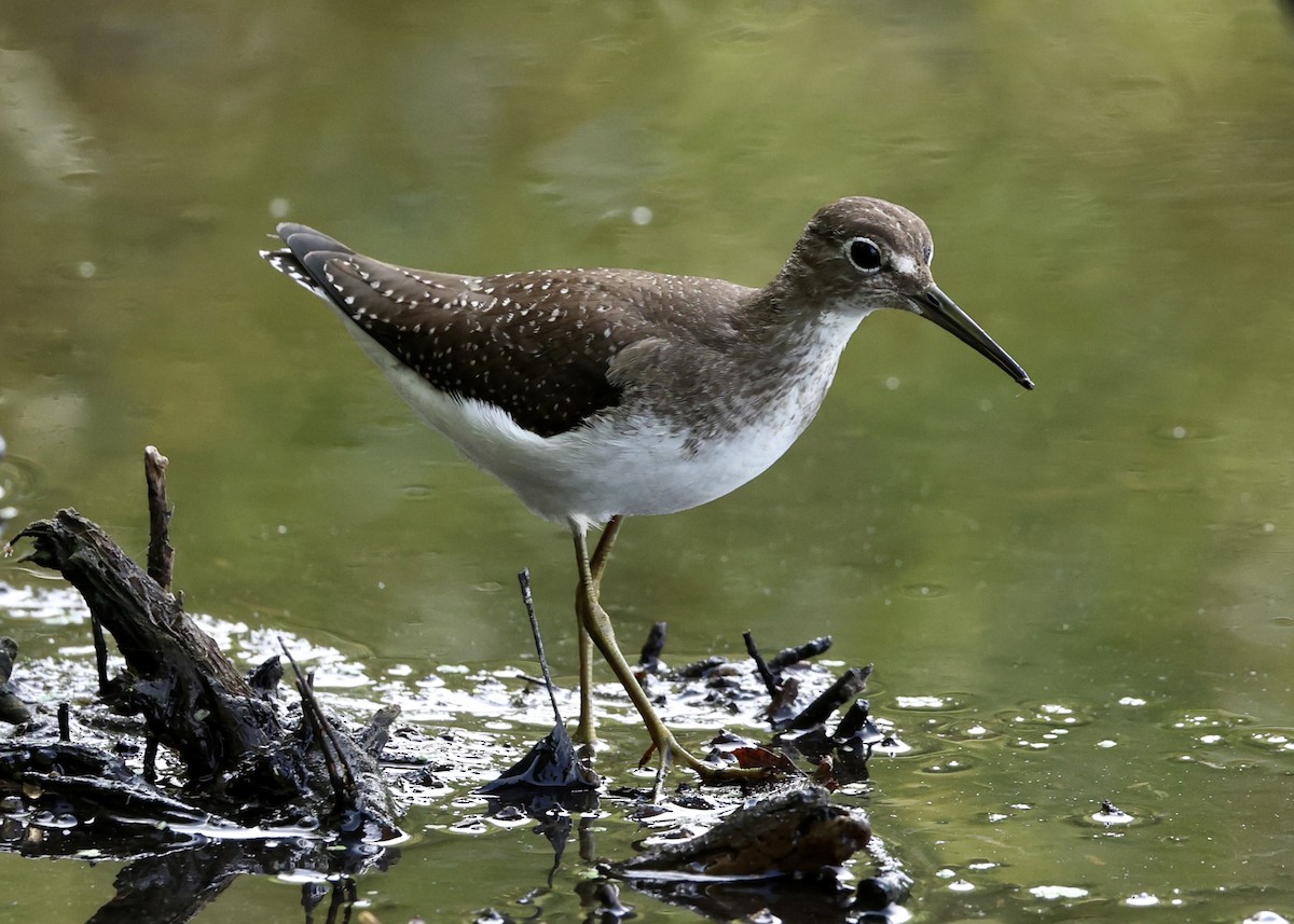 Solitary Sandpiper - ML645953825
