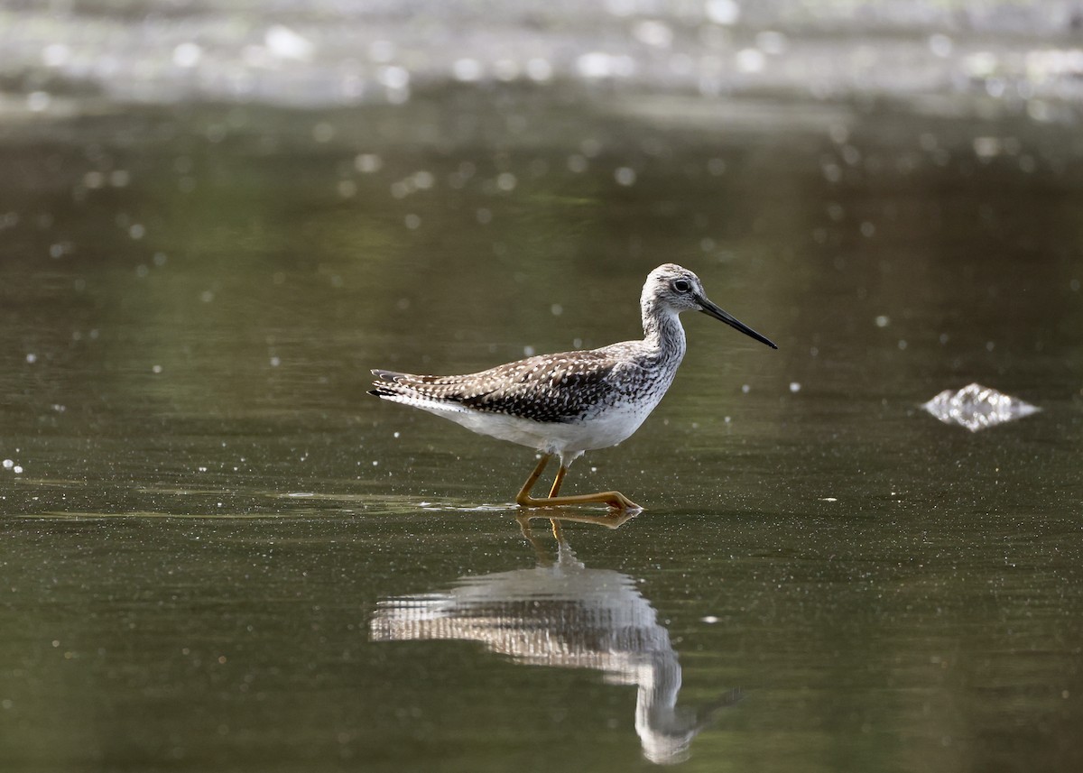 Greater Yellowlegs - ML645953826