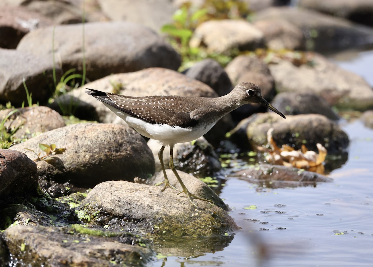 Solitary Sandpiper - ML645953827
