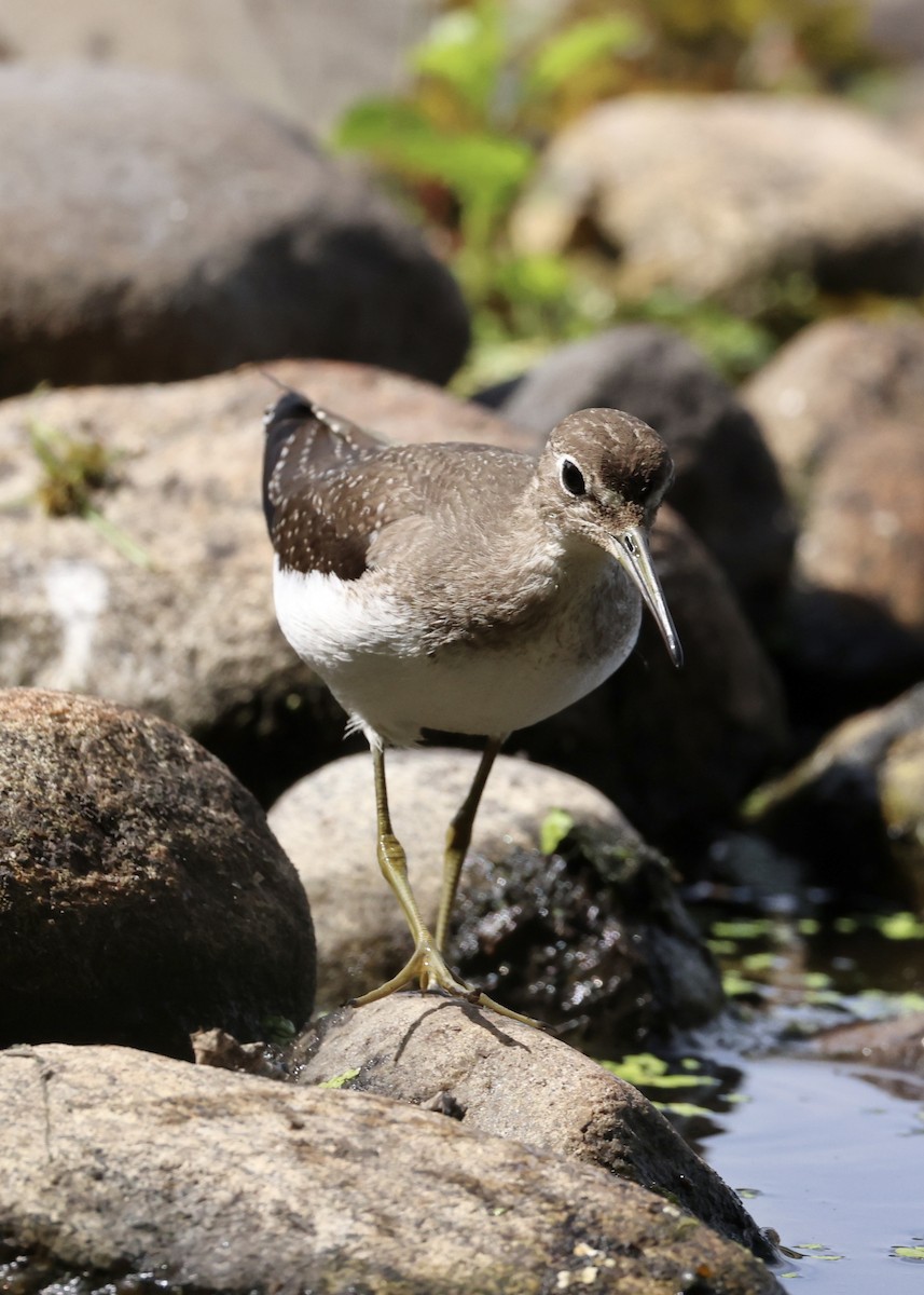 Solitary Sandpiper - ML645953829