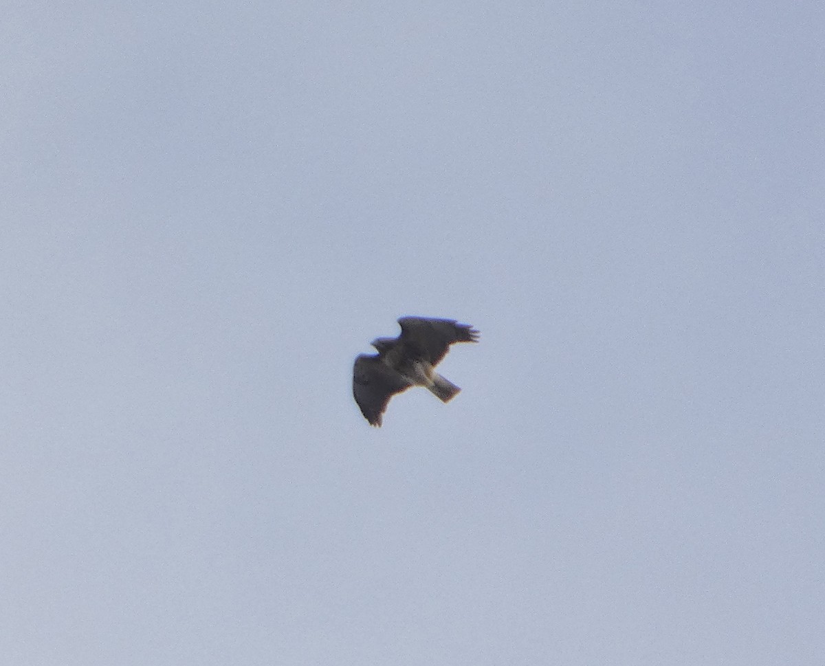 Red-tailed Hawk - ML645953832