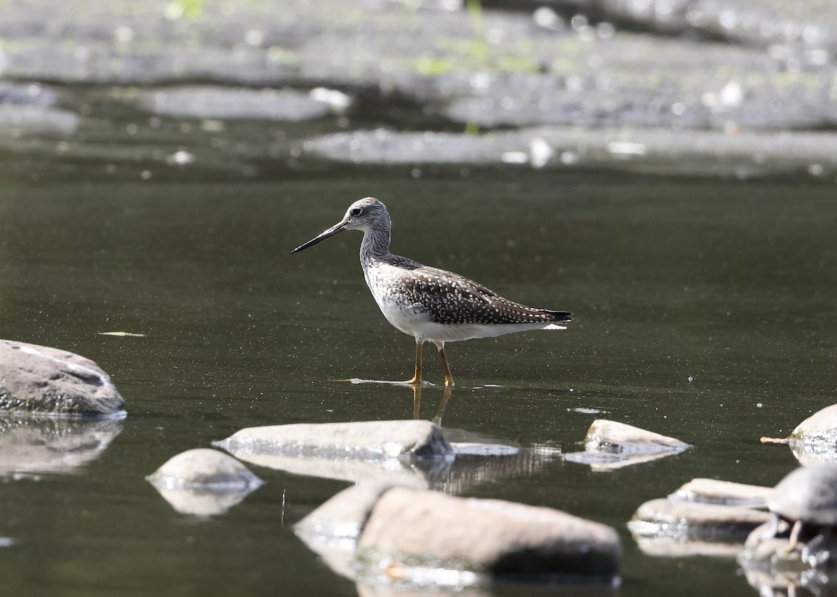 Greater Yellowlegs - ML645953833
