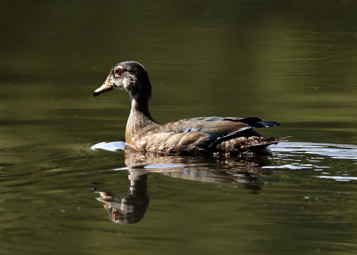 Orman Ördeği - ML645953835