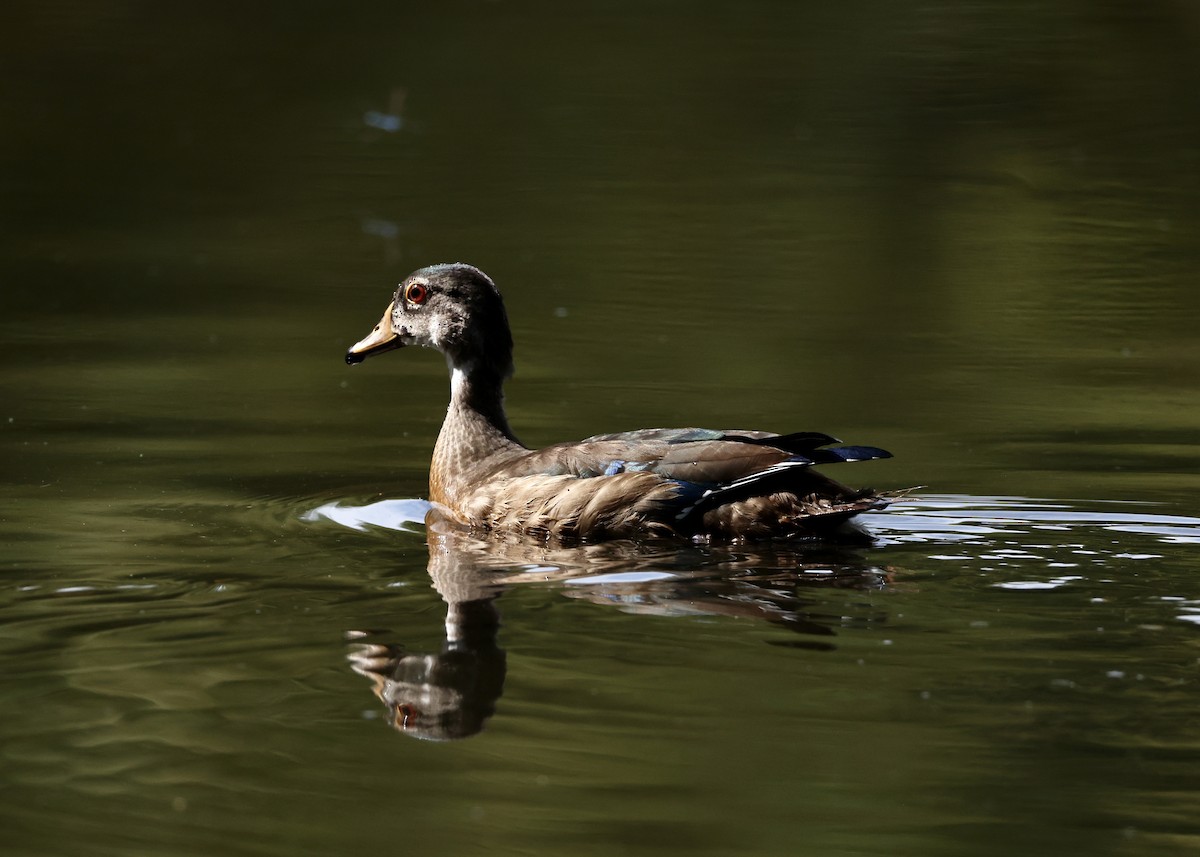 Orman Ördeği - ML645953836