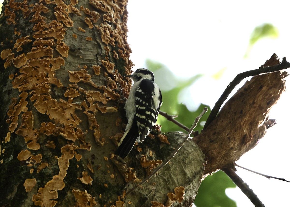 Yumuşak Tüylü Ağaçkakan - ML645953840