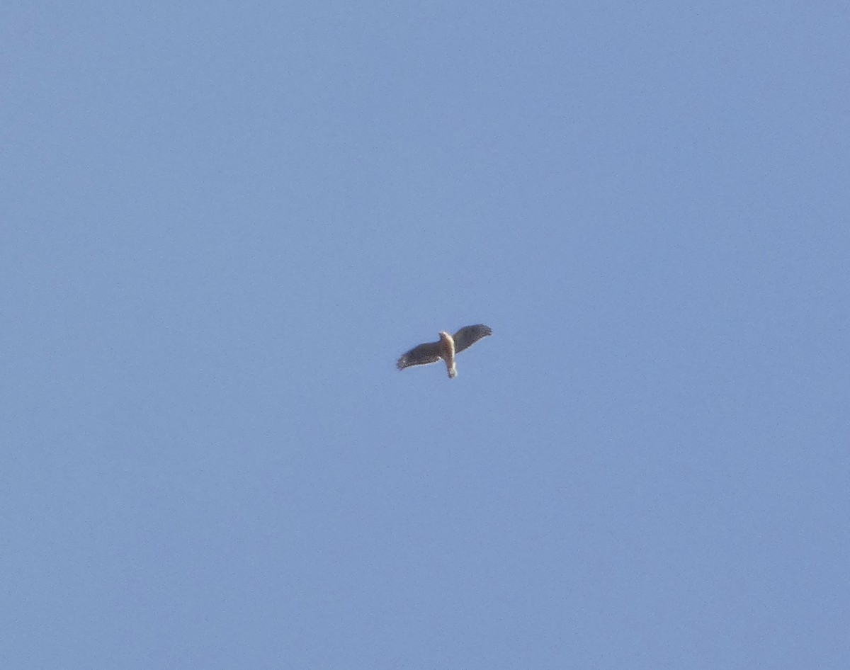 Red-shouldered Hawk - ML645953841