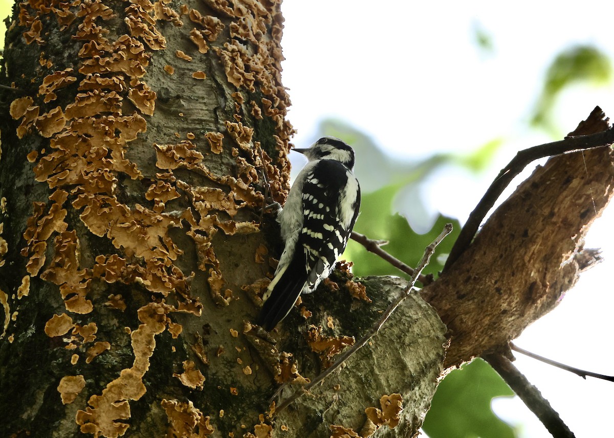 Yumuşak Tüylü Ağaçkakan - ML645953844