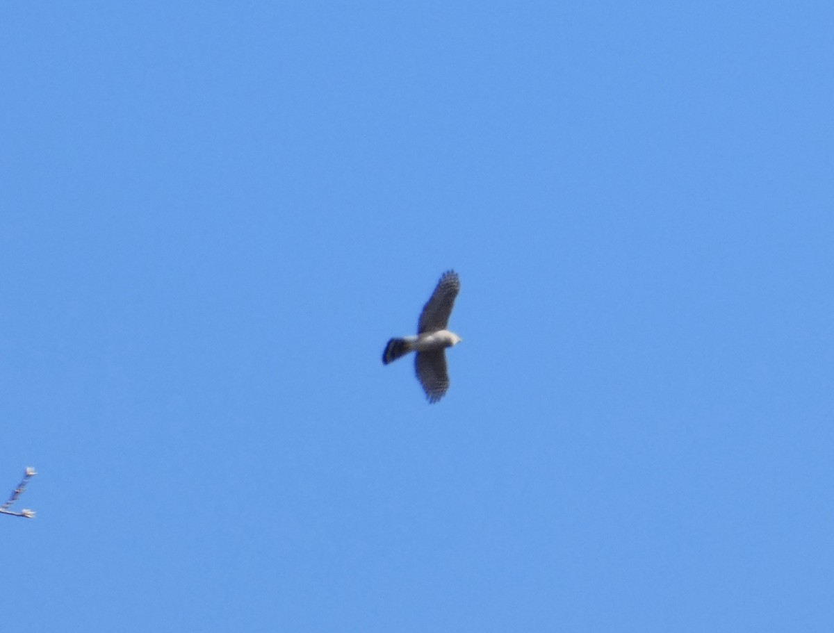 Sharp-shinned Hawk - ML645953849