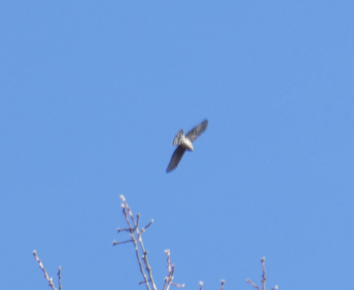 Sharp-shinned Hawk - ML645953850