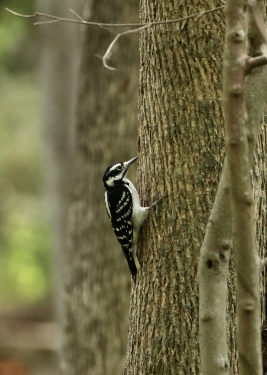 Sert Tüylü Ağaçkakan - ML645953852