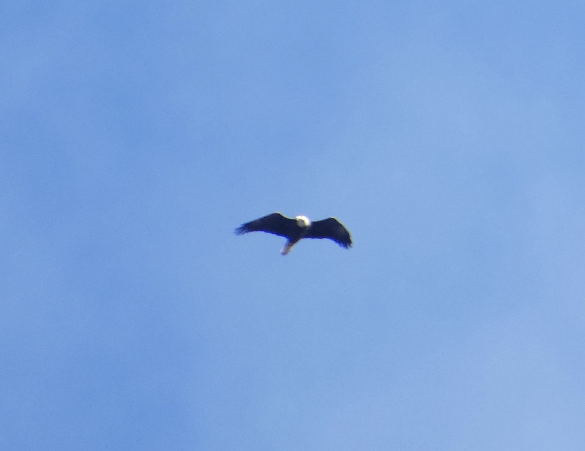 Bald Eagle - ML645953862