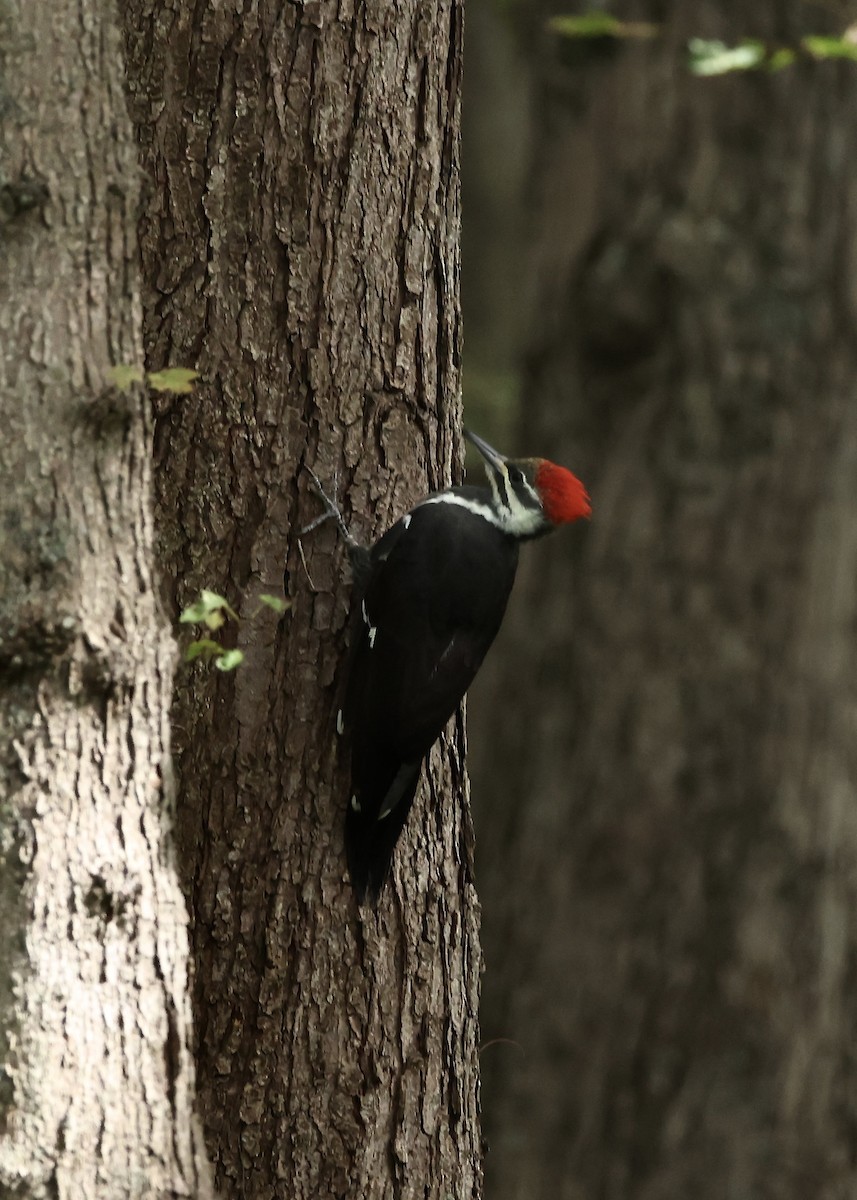 Kuzey Amerika Kara Ağaçkakanı - ML645953864