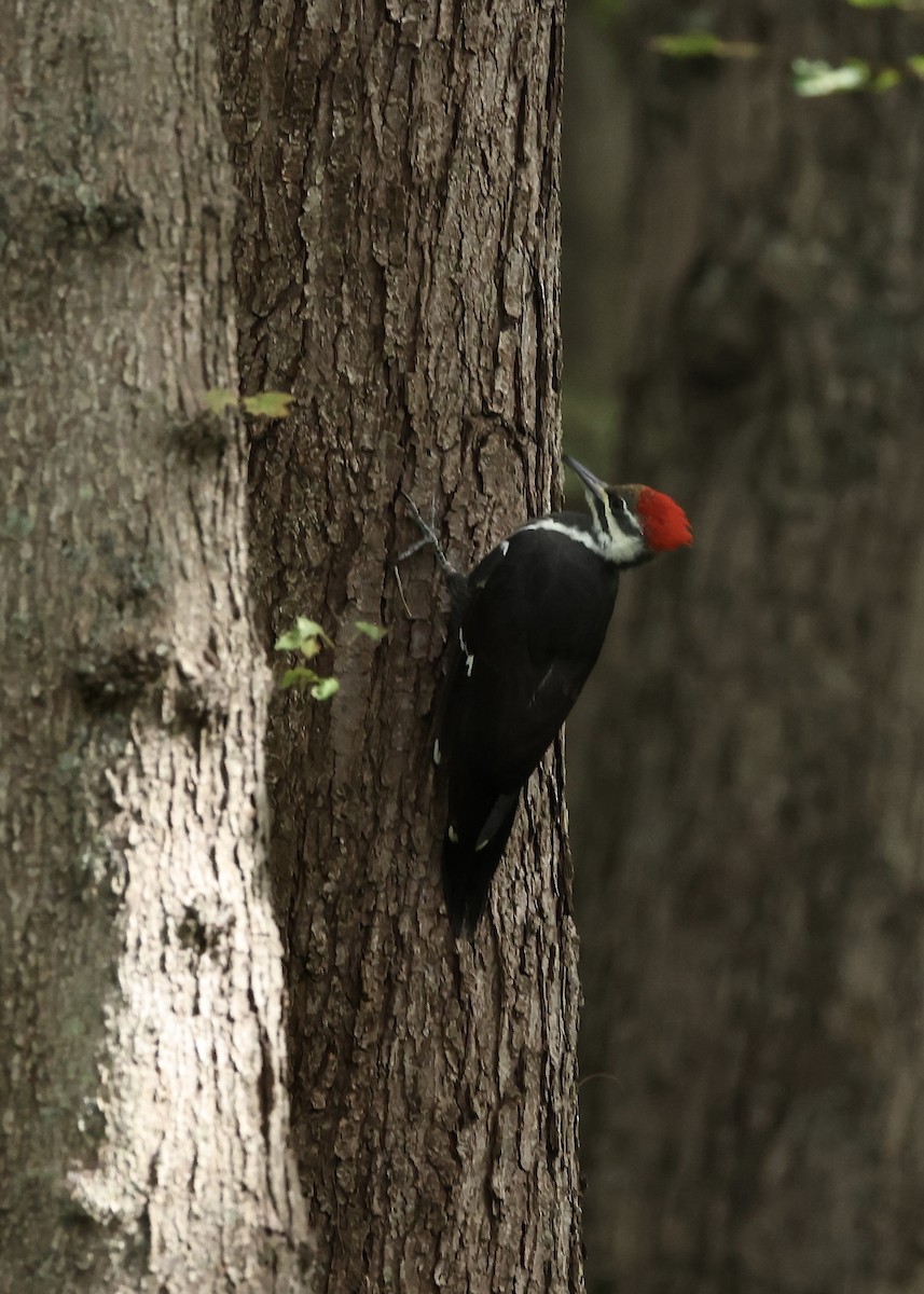 Kuzey Amerika Kara Ağaçkakanı - ML645953865