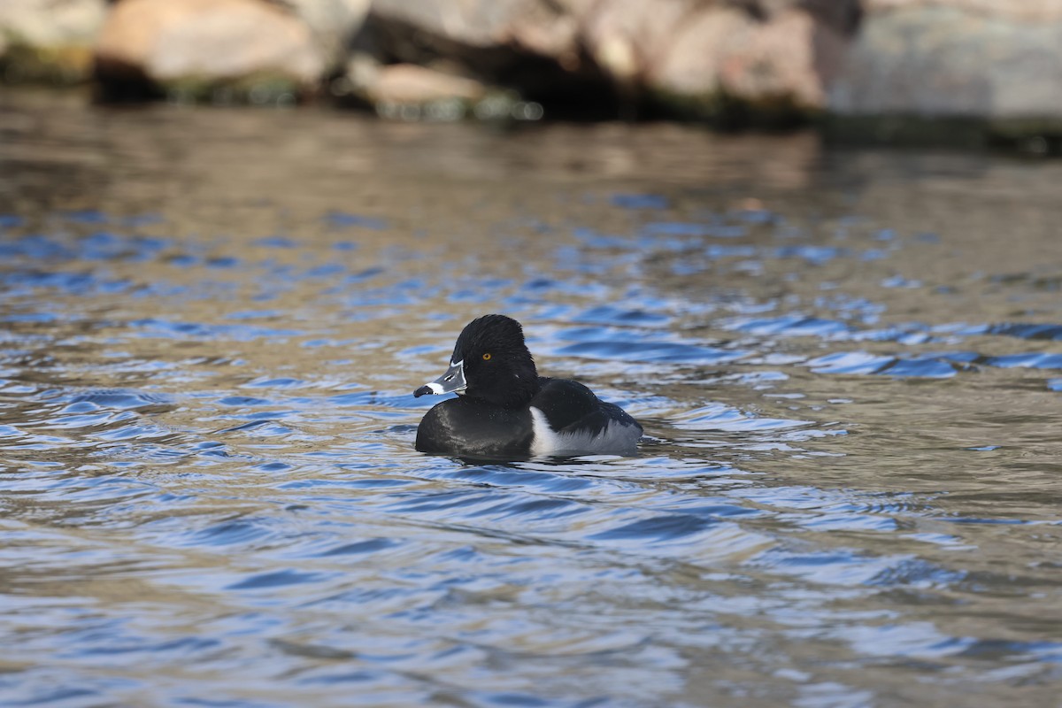 Ring-necked Duck - ML645953868