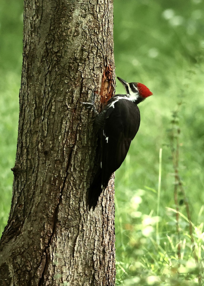 Kuzey Amerika Kara Ağaçkakanı - ML645953869