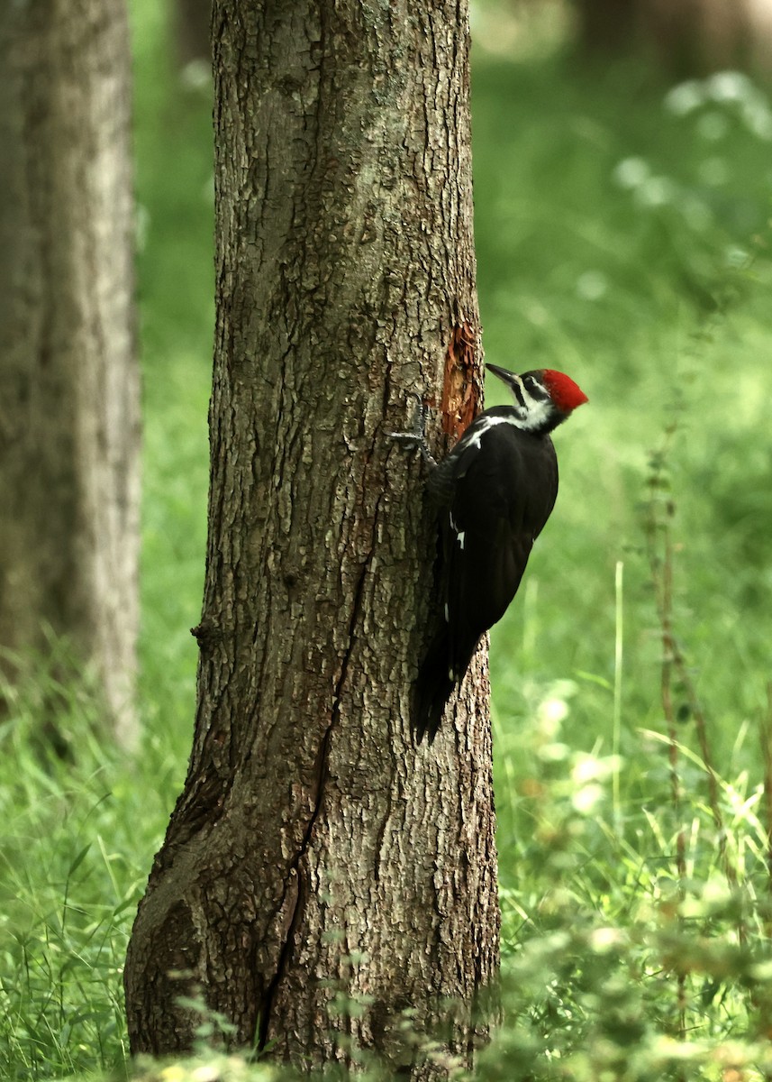 Kuzey Amerika Kara Ağaçkakanı - ML645953871