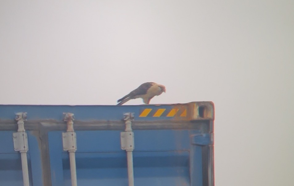 Yellow-headed Caracara - ML645953872