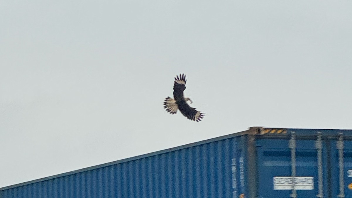 Yellow-headed Caracara - ML645953873