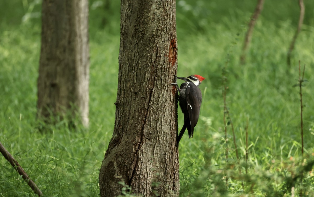 Kuzey Amerika Kara Ağaçkakanı - ML645953874