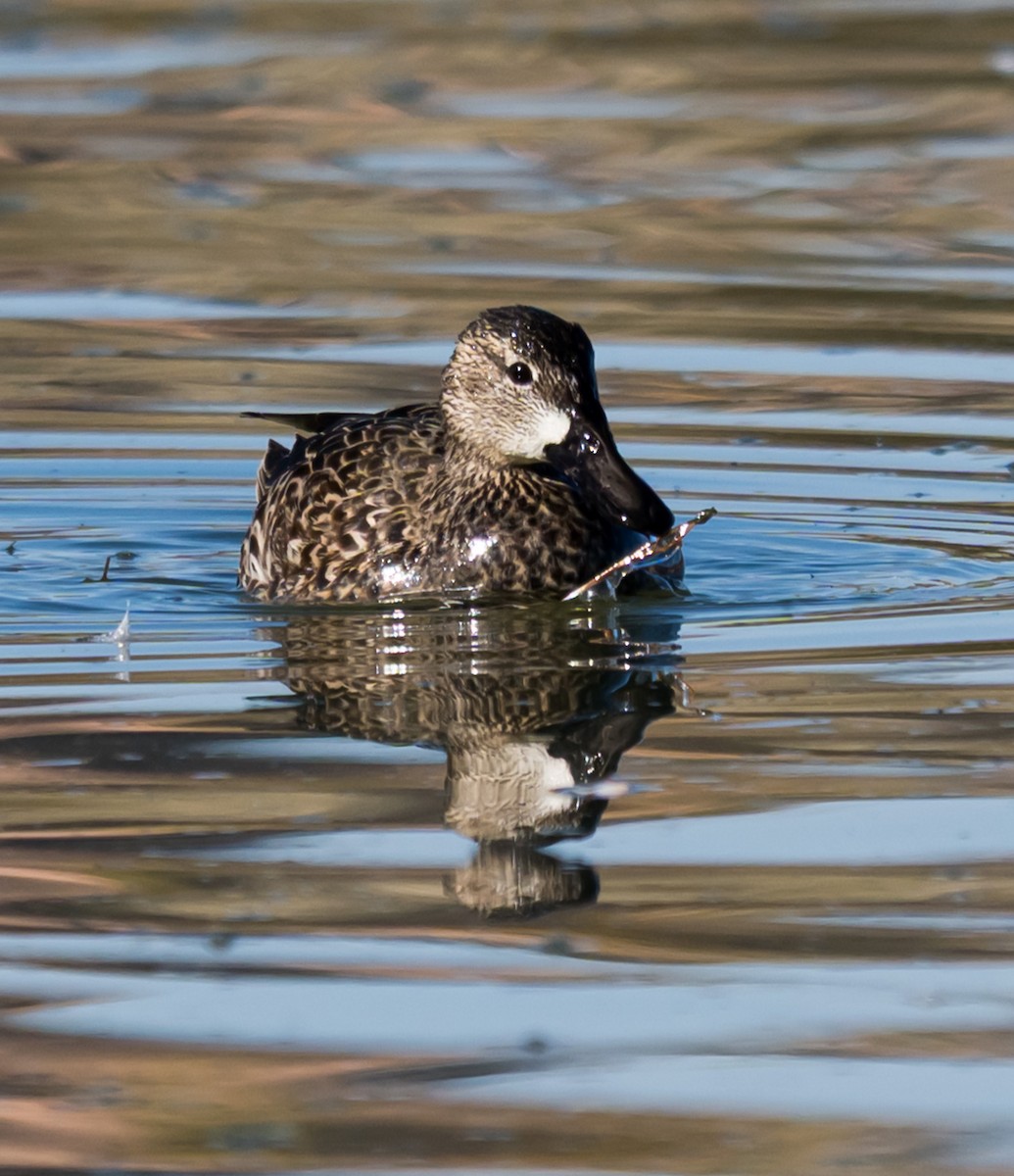 Blue-winged Teal - ML645953875