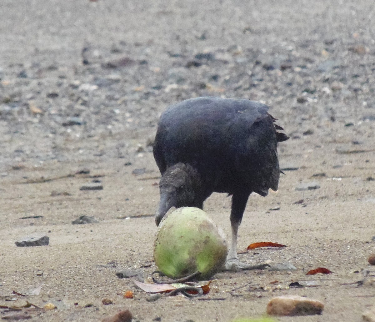 Black Vulture - ML645953876