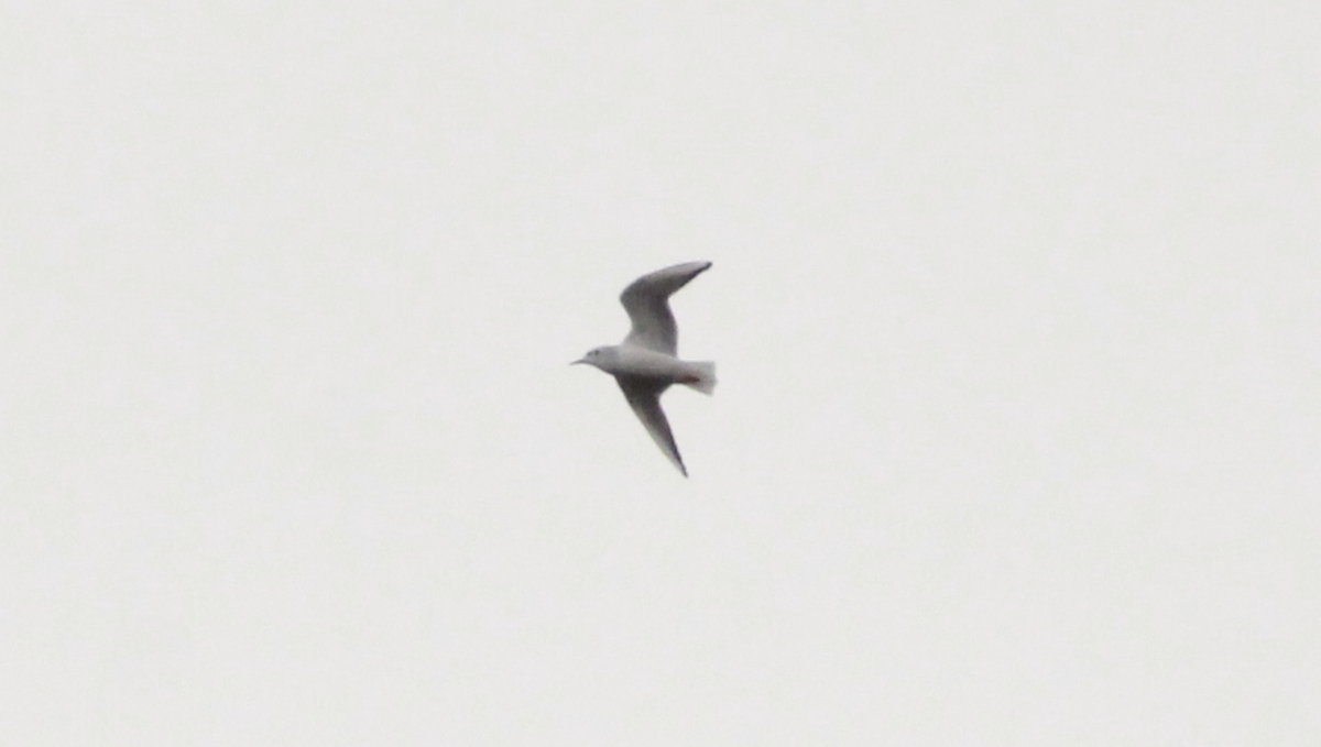 Bonaparte's Gull - ML645953879