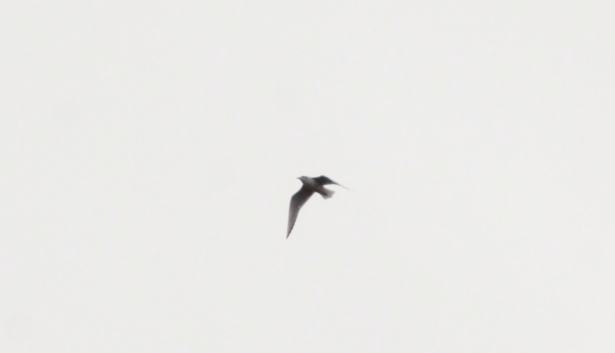 Bonaparte's Gull - ML645953882