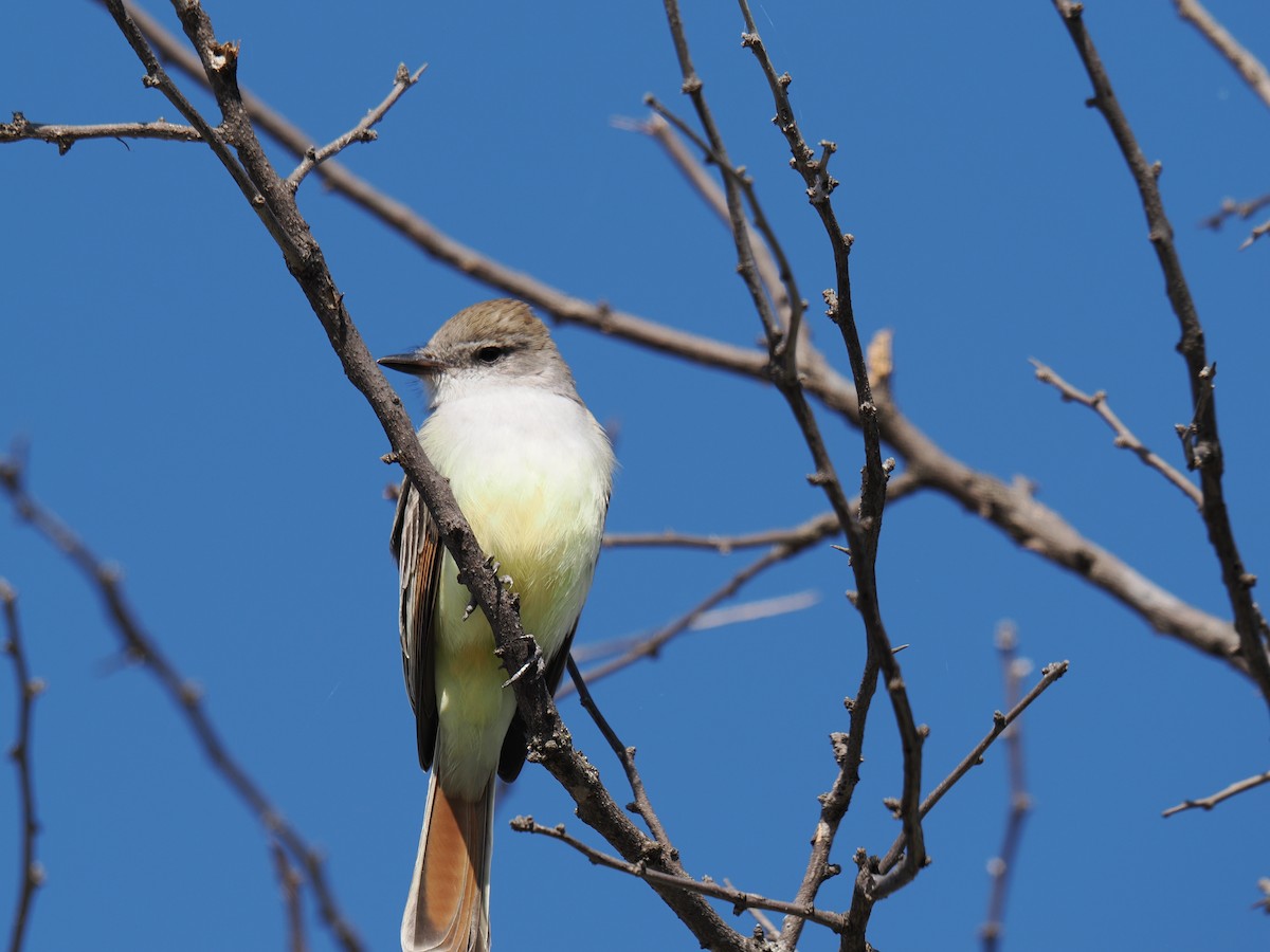 Ash-throated Flycatcher - ML645953885