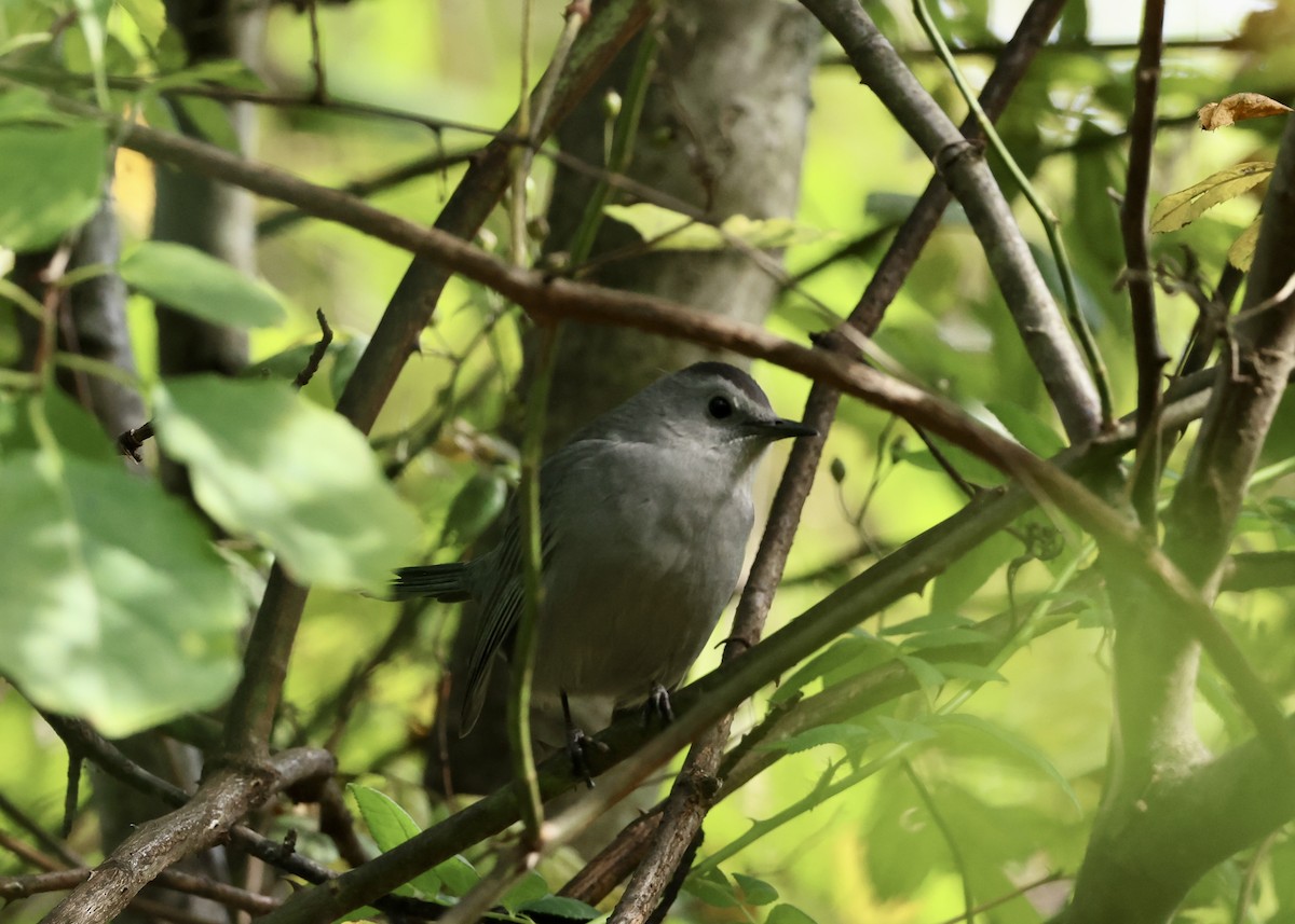 Gray Catbird - ML645953887