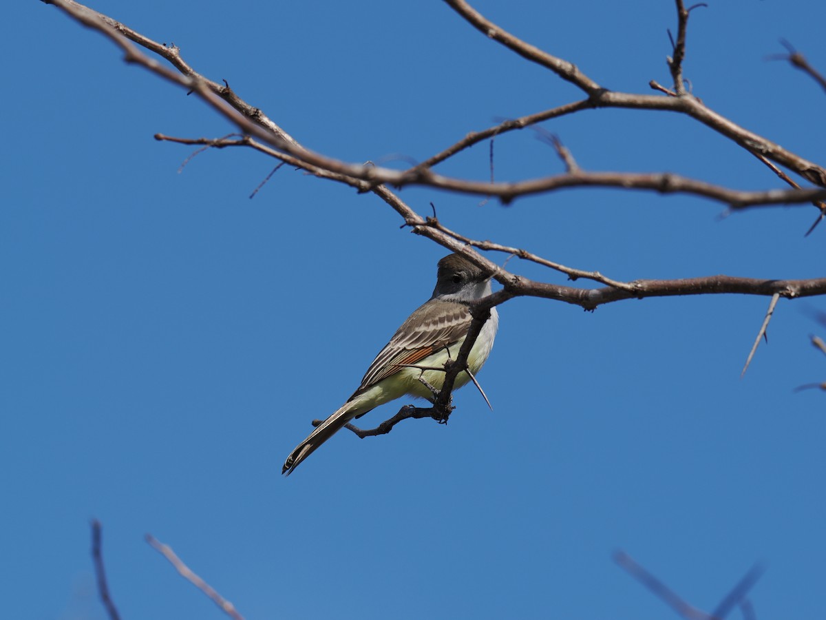 Ash-throated Flycatcher - ML645953891
