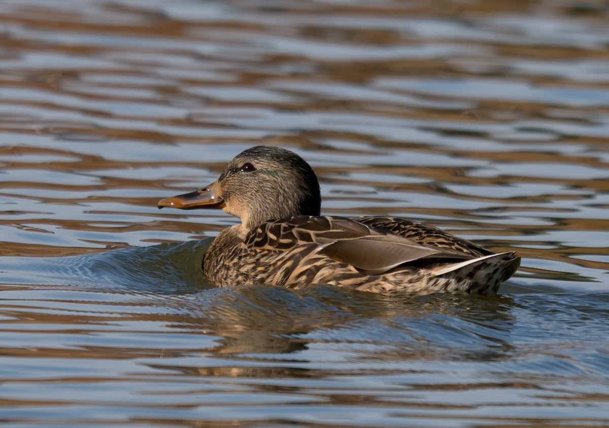 綠頭鴨 - ML645953892