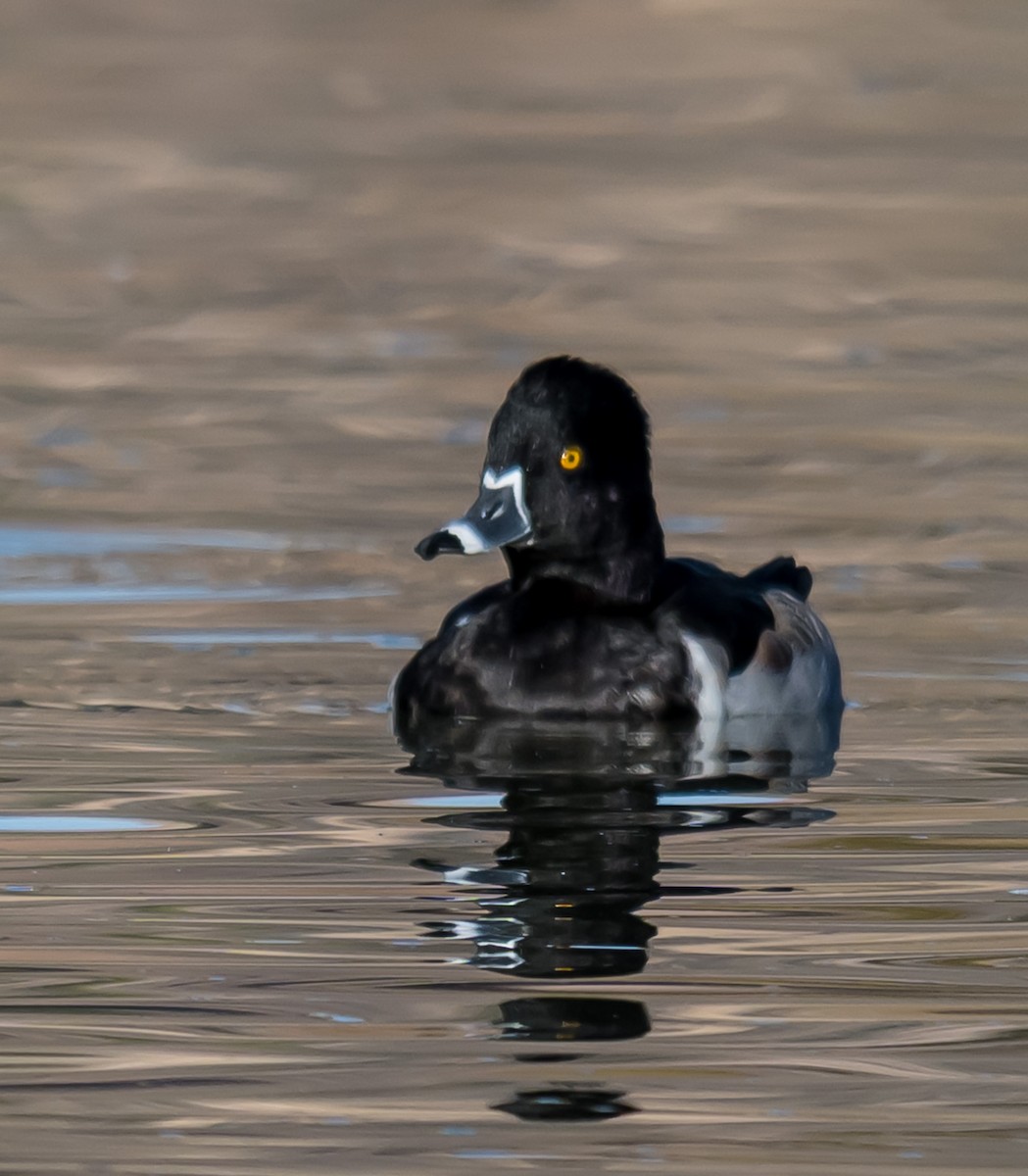Ring-necked Duck - ML645953897