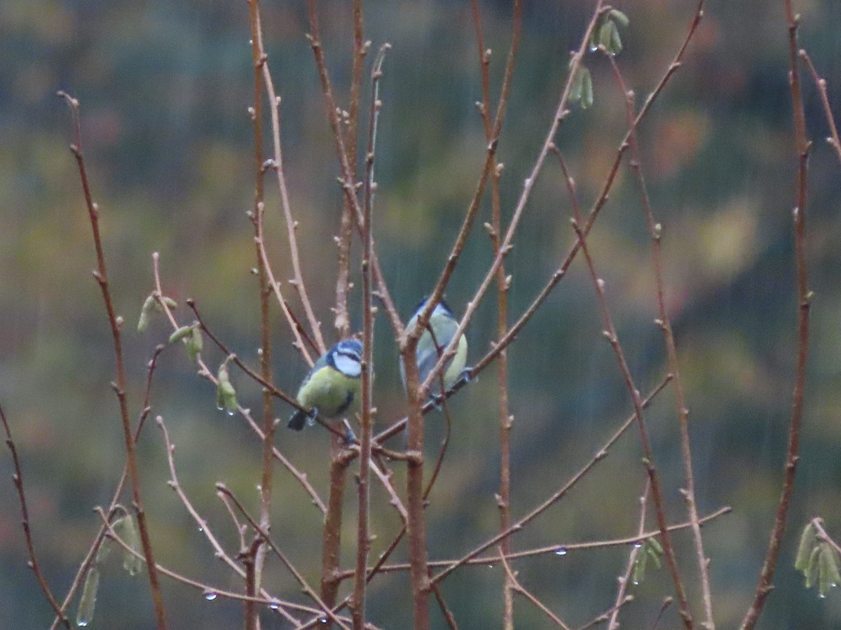 Eurasian Blue Tit - ML645953898