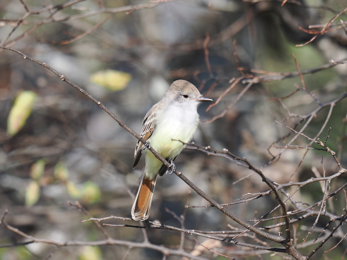 Ash-throated Flycatcher - ML645953901