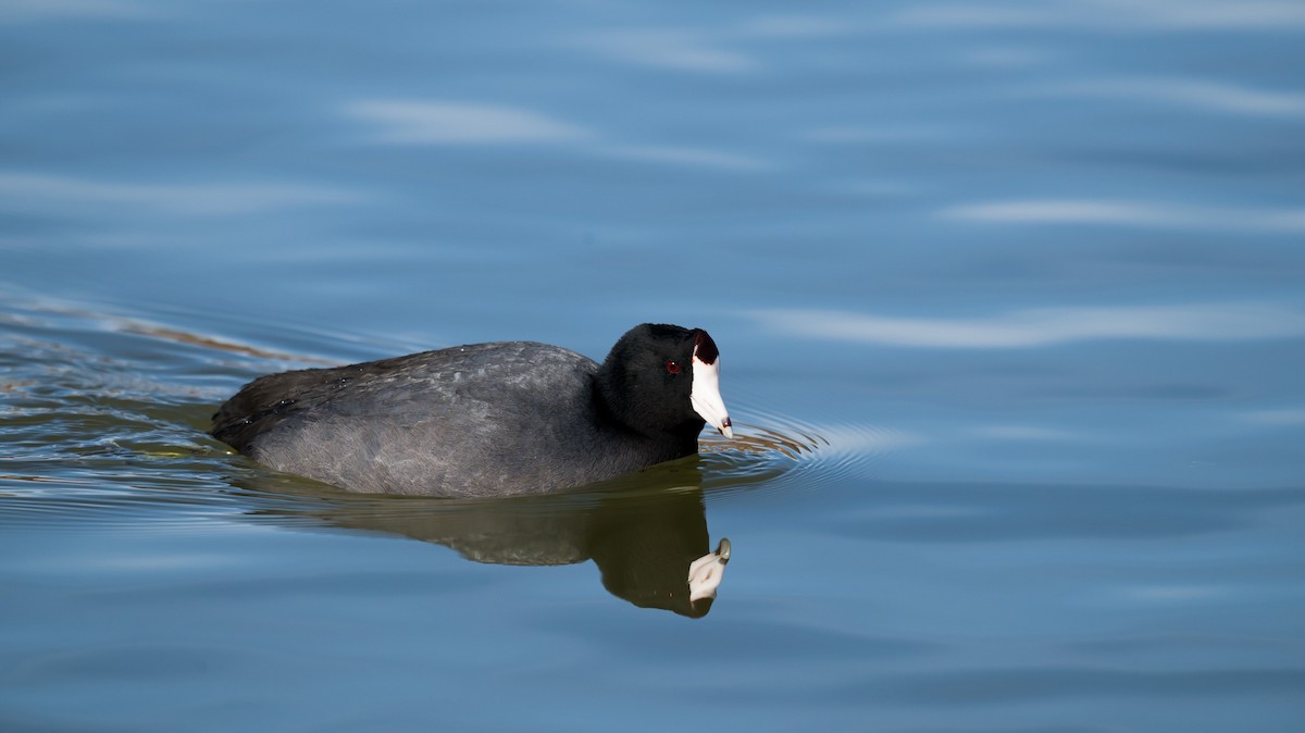 American Coot - ML645953910