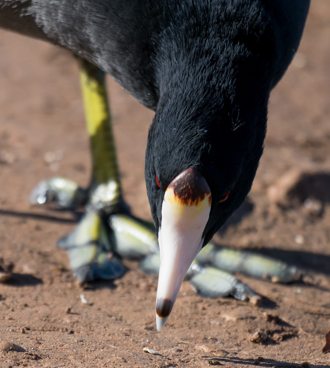 American Coot - ML645953916