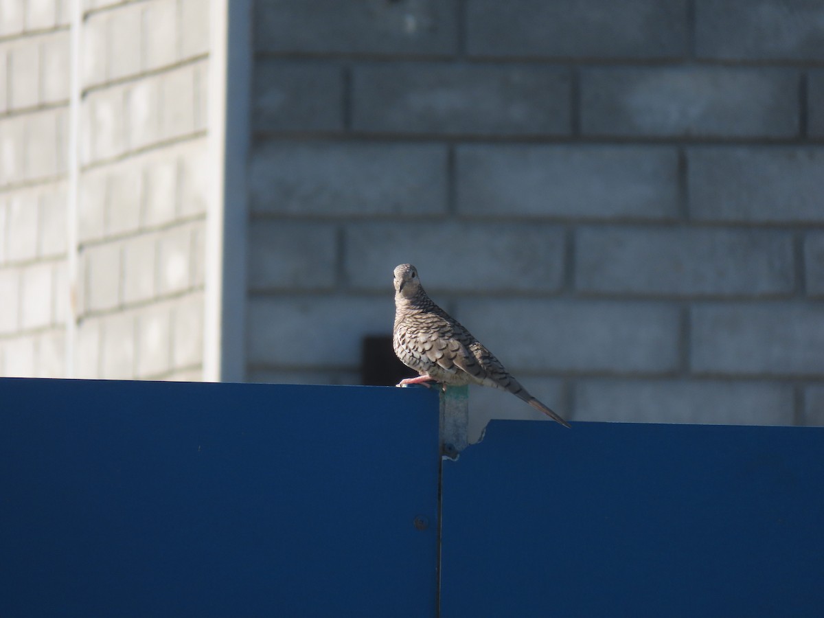 Scaled Dove - ML645953918