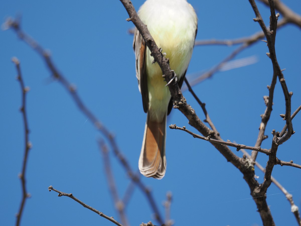 Ash-throated Flycatcher - ML645953920