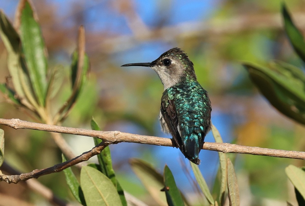 Bee Hummingbird - ML645953925