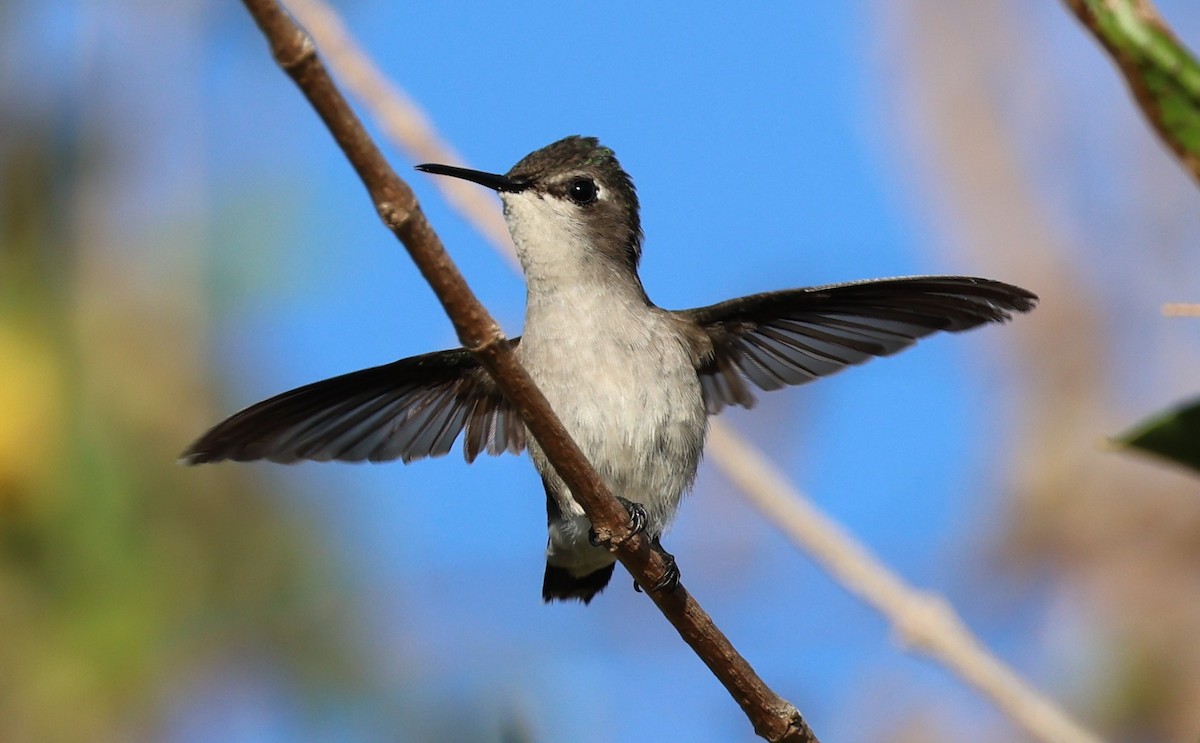 Bee Hummingbird - ML645953926