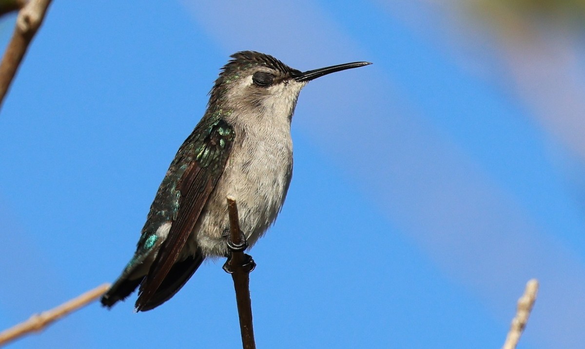 Bee Hummingbird - ML645953927