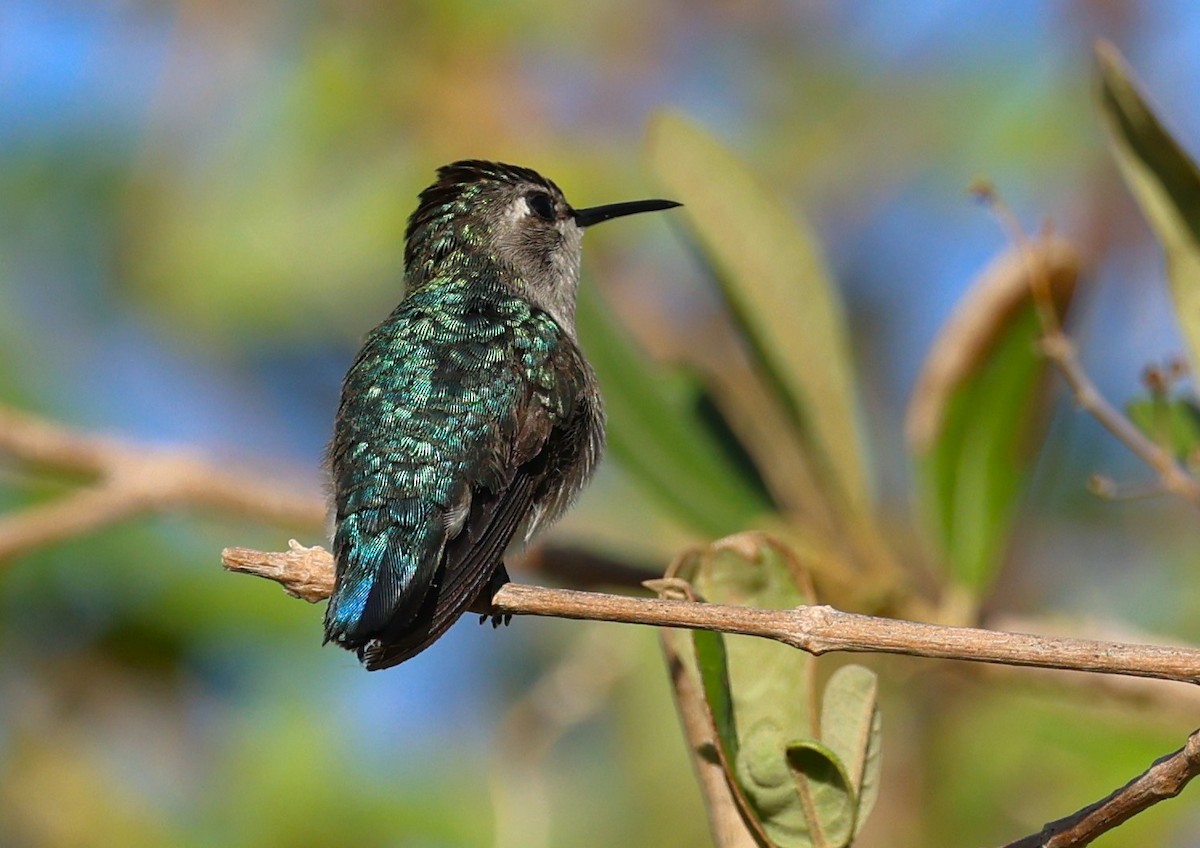Bee Hummingbird - ML645953928
