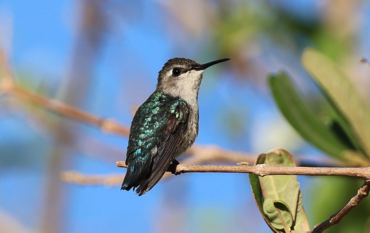 Bee Hummingbird - ML645953929