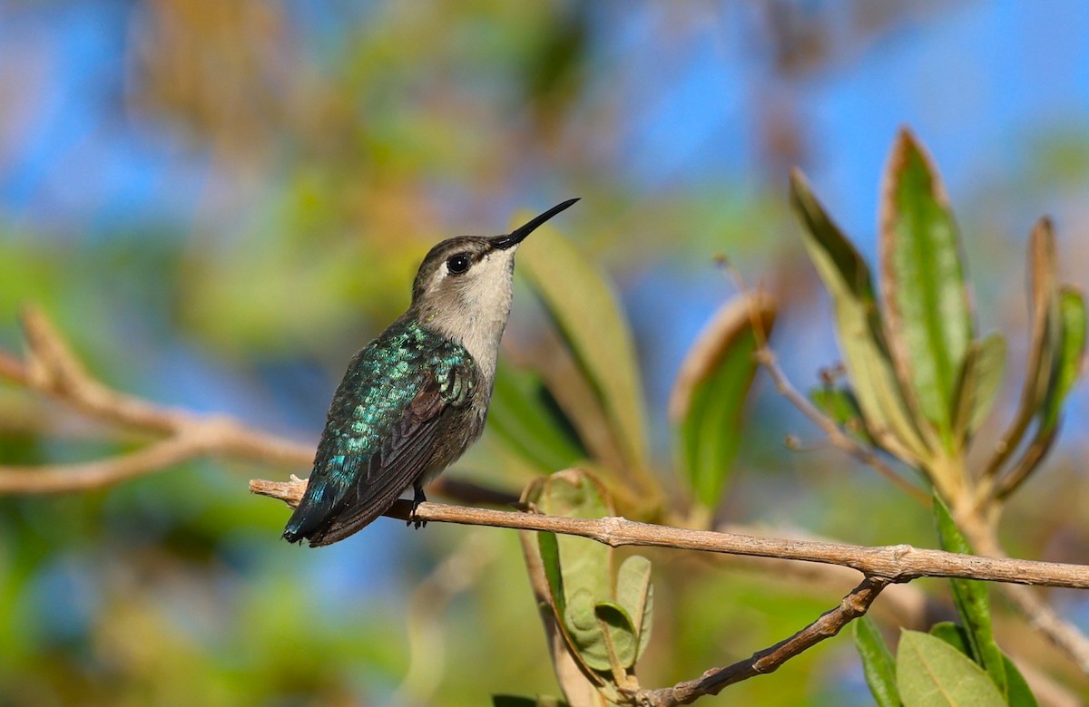 Bee Hummingbird - ML645953930
