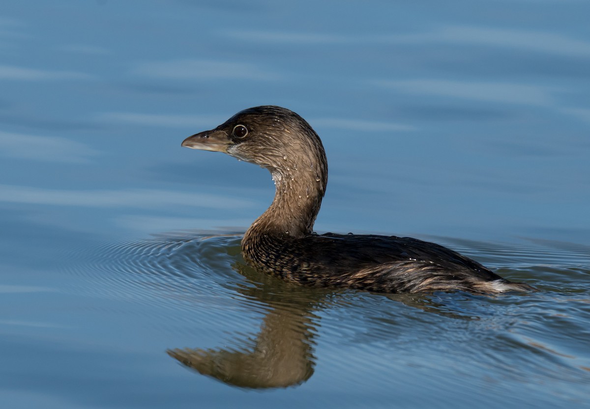 Pied-billed Grebe - ML645953935