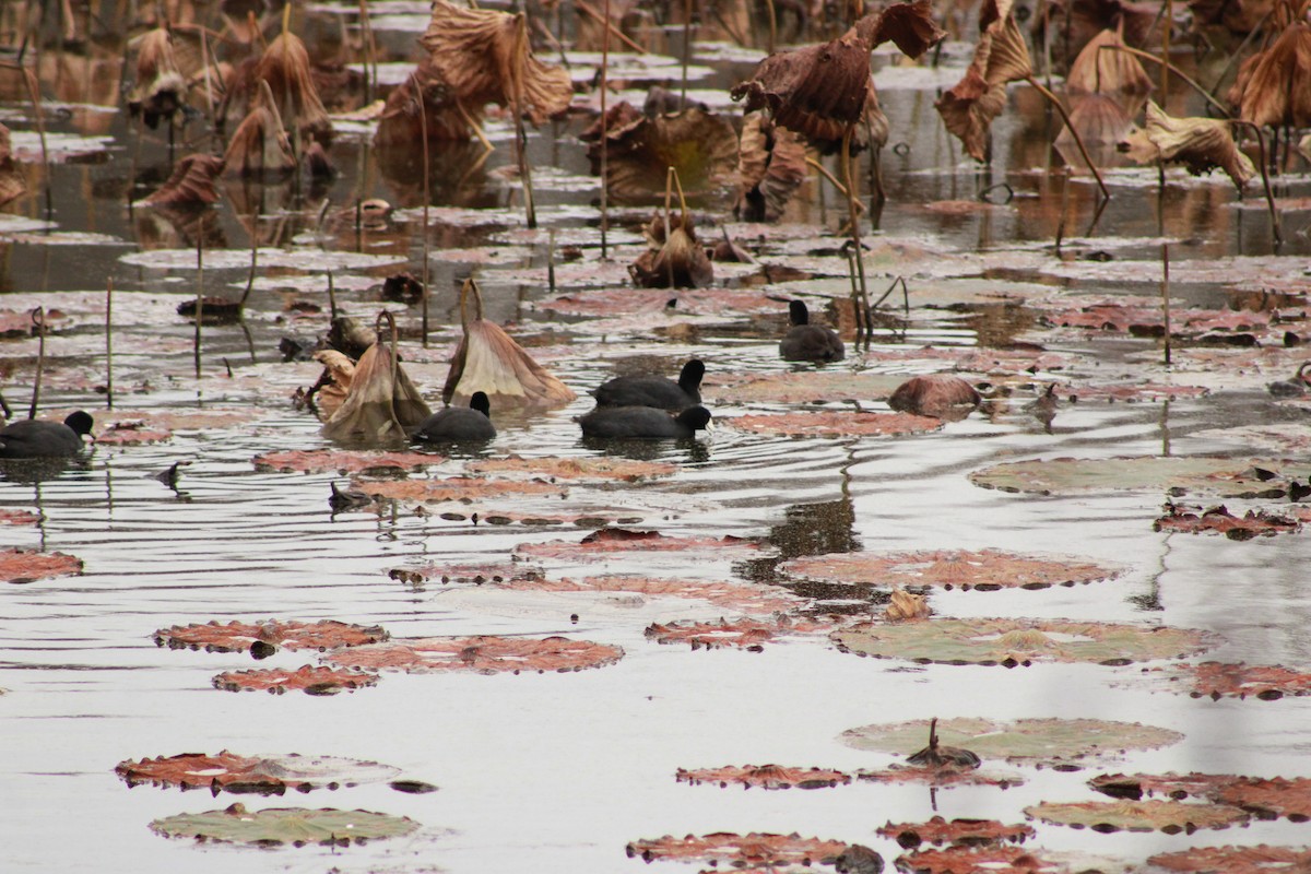 American Coot - ML645953936