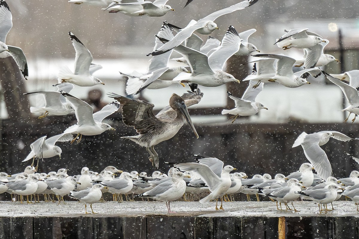 Brown Pelican - ML645953943
